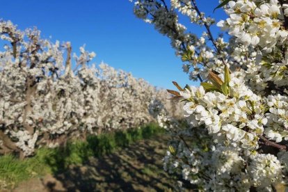 Arbres florits, camps verds i bon temps...ja és aquí la primavera!