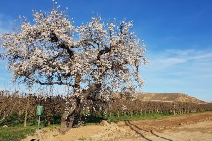 Arbres florits, camps verds i bon temps...ja és aquí la primavera!