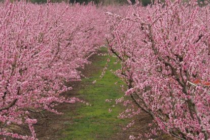 Arbres florits, camps verds i bon temps...ja és aquí la primavera!