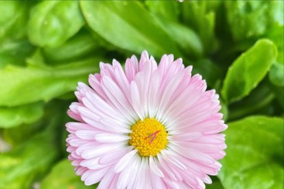 Arbres florits, camps verds i bon temps...ja és aquí la primavera!