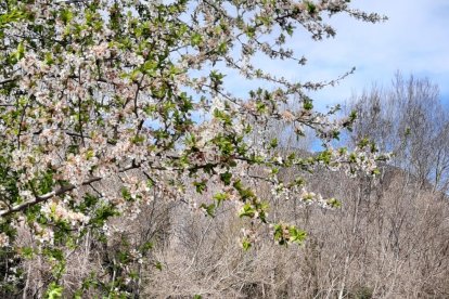 Arbres florits, camps verds i bon temps...ja és aquí la primavera!