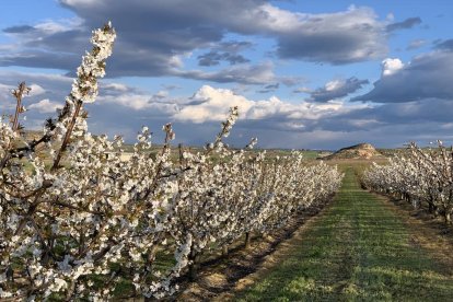 Arbres florits, camps verds i bon temps...ja és aquí la primavera!