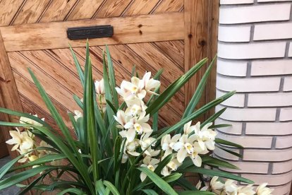 Arbres florits, camps verds i bon temps...ja és aquí la primavera!
