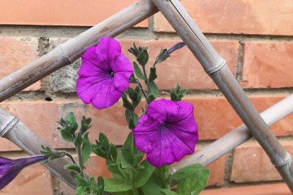 Arbres florits, camps verds i bon temps...ja és aquí la primavera!