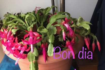 Arbres florits, camps verds i bon temps...ja és aquí la primavera!