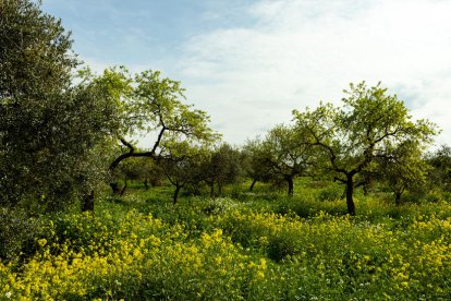 Arbres florits, camps verds i bon temps...ja és aquí la primavera!