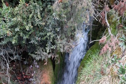 Arbres florits, camps verds i bon temps...ja és aquí la primavera!