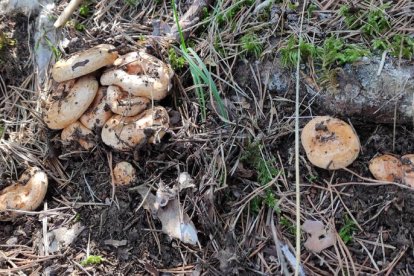 Ceps, rovellons, fredolics...envia'ns fotos de la teua excursió al bosc