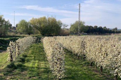 Arbres florits, camps verds i bon temps...ja és aquí la primavera!
