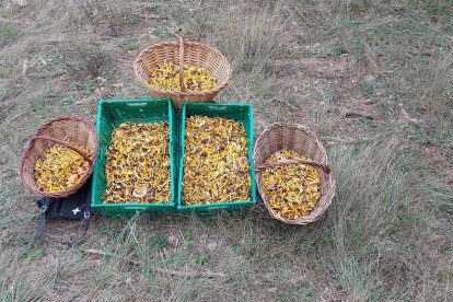 Ceps, rovellons, fredolics...envia'ns fotos de la teua excursió al bosc