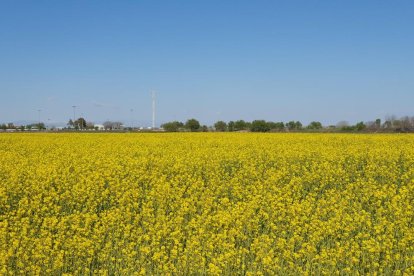 Arbres florits, camps verds i bon temps...ja és aquí la primavera!