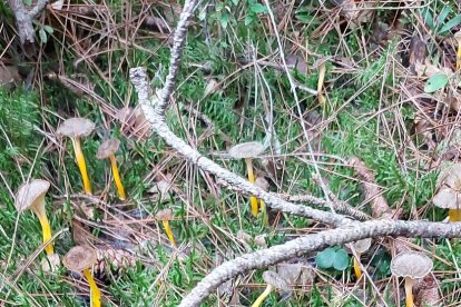 Ceps, rovellons, fredolics...envia'ns fotos de la teua excursió al bosc