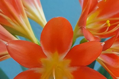 Arbres florits, camps verds i bon temps...ja és aquí la primavera!