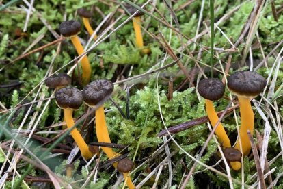 Ceps, rovellons, fredolics...envia'ns fotos de la teua excursió al bosc