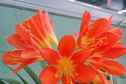 Arbres florits, camps verds i bon temps...ja és aquí la primavera!