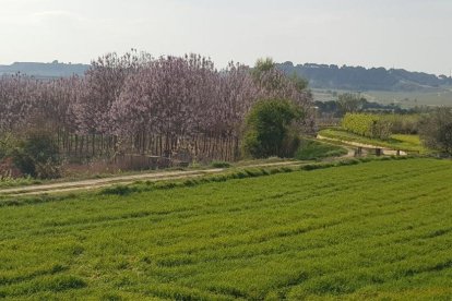 Arbres florits, camps verds i bon temps...ja és aquí la primavera!