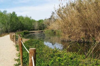 Arbres florits, camps verds i bon temps...ja és aquí la primavera!