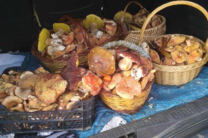 Ceps, rovellons, fredolics...envia'ns fotos de la teua excursió al bosc
