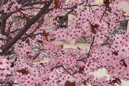 Arbres florits, camps verds i bon temps...ja és aquí la primavera!
