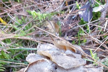 Ceps, rovellons, fredolics...envia'ns fotos de la teua excursió al bosc