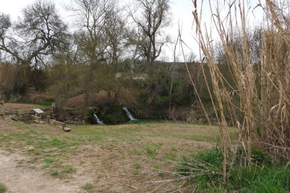 Arbres florits, camps verds i bon temps...ja és aquí la primavera!