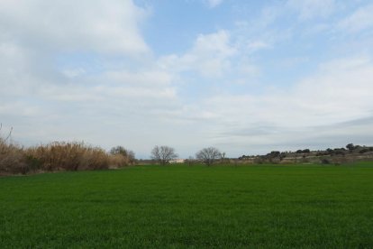 Arbres florits, camps verds i bon temps...ja és aquí la primavera!