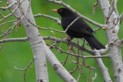 Arbres florits, camps verds i bon temps...ja és aquí la primavera!