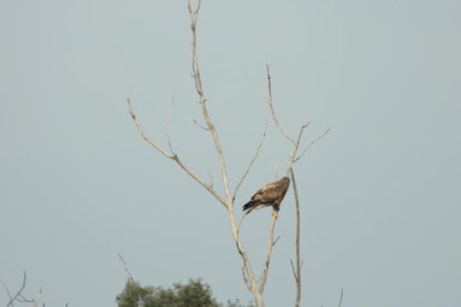 Arbres florits, camps verds i bon temps...ja és aquí la primavera!