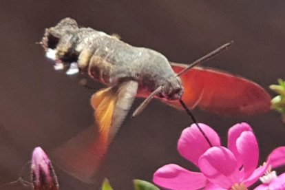 Arbres florits, camps verds i bon temps...ja és aquí la primavera!