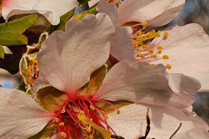 Arbres florits, camps verds i bon temps...ja és aquí la primavera!