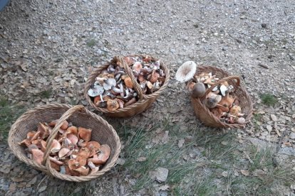 Ceps, rovellons, fredolics...envia'ns fotos de la teua excursió al bosc