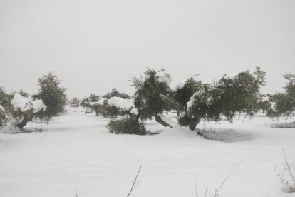 Domingo, 10 de enero de 2021
