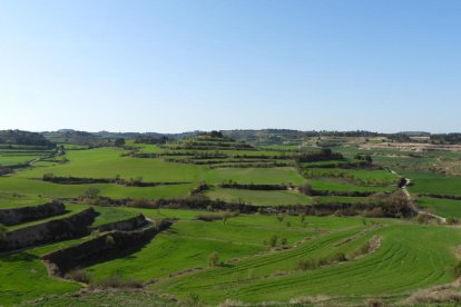 Arbres florits, camps verds i bon temps...ja és aquí la primavera!