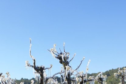 Arbres florits, camps verds i bon temps...ja és aquí la primavera!