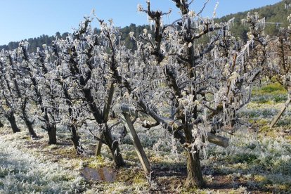 Arbres florits, camps verds i bon temps...ja és aquí la primavera!