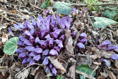Arbres florits, camps verds i bon temps...ja és aquí la primavera!