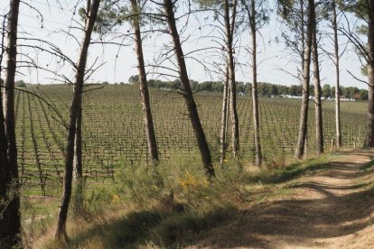 Arbres florits, camps verds i bon temps...ja és aquí la primavera!