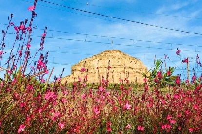 Arbres florits, camps verds i bon temps...ja és aquí la primavera!