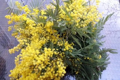 Arbres florits, camps verds i bon temps...ja és aquí la primavera!