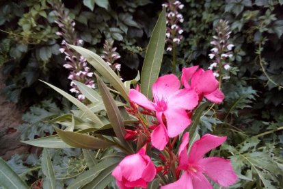 Arbres florits, camps verds i bon temps...ja és aquí la primavera!