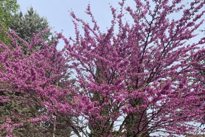 Arbres florits, camps verds i bon temps...ja és aquí la primavera!