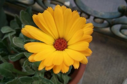 Arbres florits, camps verds i bon temps...ja és aquí la primavera!