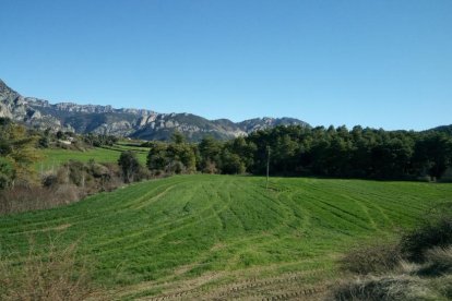Arbres florits, camps verds i bon temps...ja és aquí la primavera!