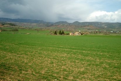 Arbres florits, camps verds i bon temps...ja és aquí la primavera!