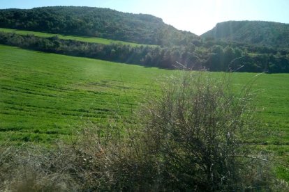 Arbres florits, camps verds i bon temps...ja és aquí la primavera!