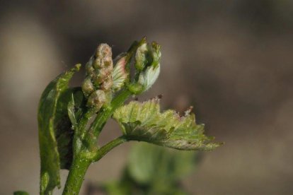 Arbres florits, camps verds i bon temps...ja és aquí la primavera!