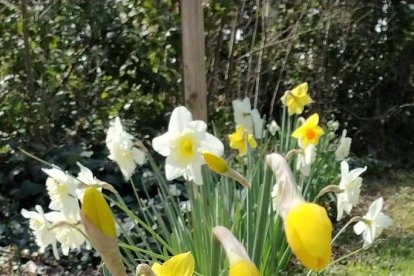 Arbres florits, camps verds i bon temps...ja és aquí la primavera!