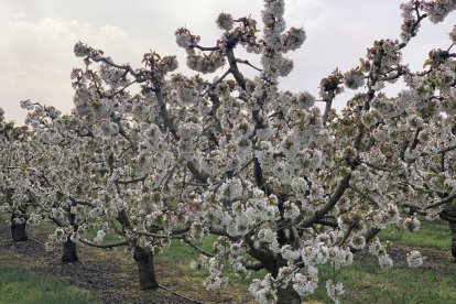 Arbres florits, camps verds i bon temps...ja és aquí la primavera!