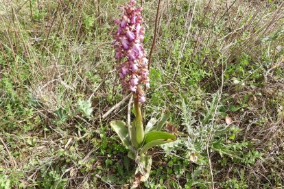 Arbres florits, camps verds i bon temps...ja és aquí la primavera!