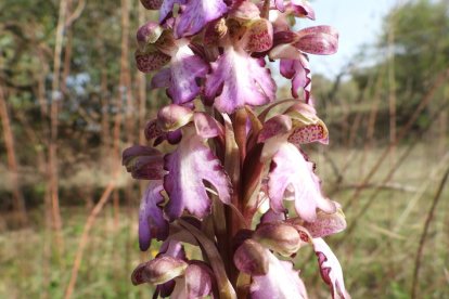 Arbres florits, camps verds i bon temps...ja és aquí la primavera!
